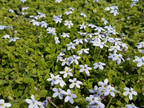 Isotoma fluviatilis - Blauer Bubikopf