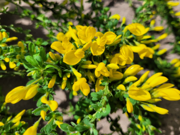 Cytisus decumbens - (Kissenginster),