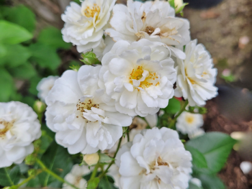Rosa "Guirlande d'Amour"® - (Kletterrose "Guirlande d'Amour"®),