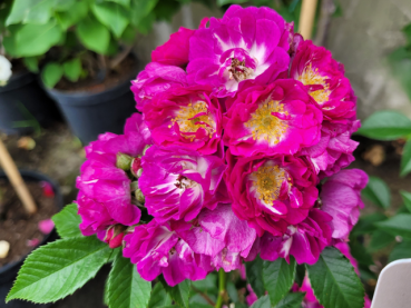 Rosa "Perennial Blue"® - (Kletterrose "Perennial Blue"®),