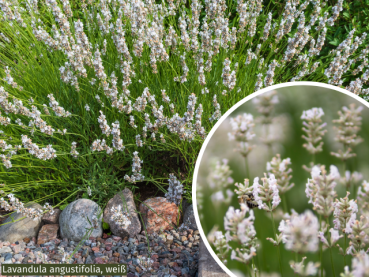 weißer lavendel lavandula alba