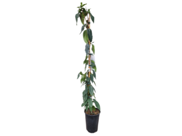 Lonicera henryi - (Immergrünes Geißblatt),               Topf                 60-80 cm