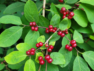 Lonicera xylosteum - Heckenkirsche