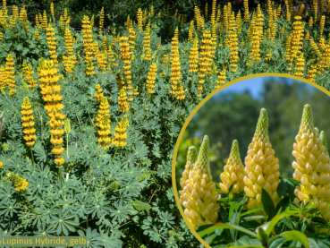 Bild gelbe Lupine Lupinus Hybride Staude