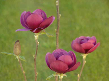 Magnolie Black Tulip - Magnolia Black Tulip