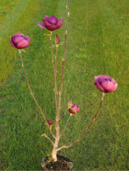 Magnolie Black Tulip - Magnolia Black Tulip