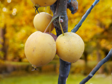 Malus Golden Hornet - Zierapfel Golden Hornet