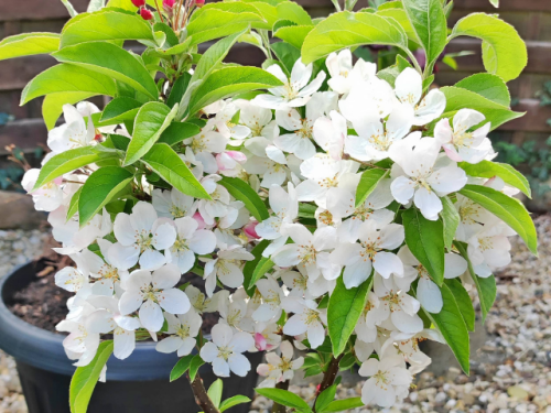 Zwerg-Zierapfel Pomzai -  Malus Pomzai Frucht