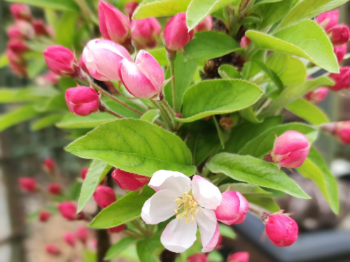 Zwerg-Zierapfel Pomzai -  Malus Pomzai