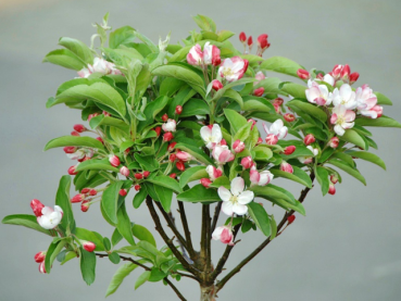 Zwerg-Zierapfel Pomzai -  Malus Pomzai