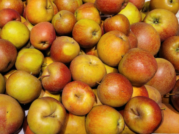 Malus Apfel Roter Boskoop