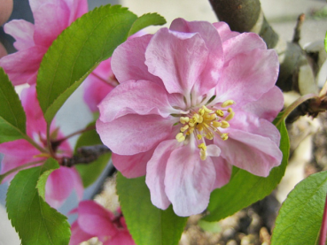 Säulen-Zierapfel Van Eseltine - Malus Van Eseltine