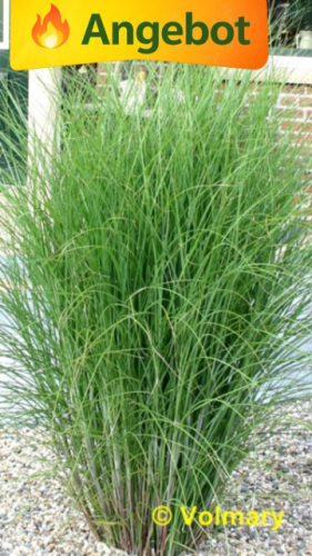 Miscanthus sinensis Gracillimus Garten Chinaschilf ziergras