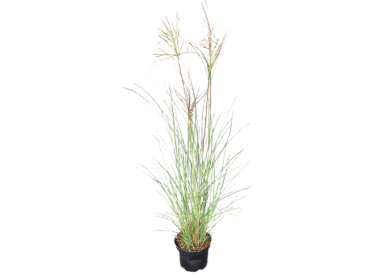 Miscanthus sinensis "Gracillimus" - (Garten-Chinaschilf Gracillimus),             Topf 3 Liter