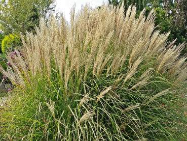 winterhartes ziergras Miscanthus sinensis Kleine Silberspinne