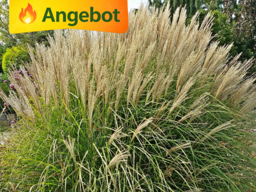 winterhartes ziergras Miscanthus sinensis Kleine Silberspinne