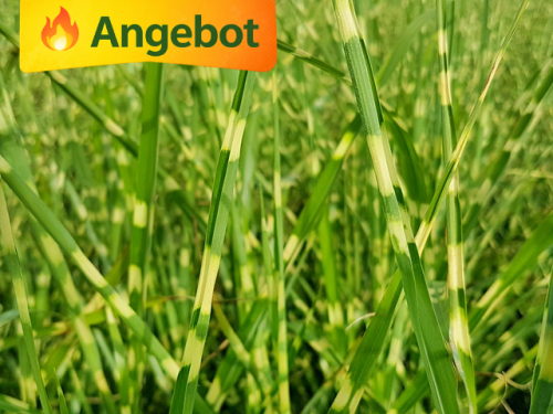 Miscanthus sinensis Strictus