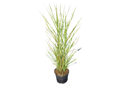 Miscanthus sinensis "Strictus" - (Garten- Chinaschilf Strictus/ Zebraschilf),             Topf 3 Liter