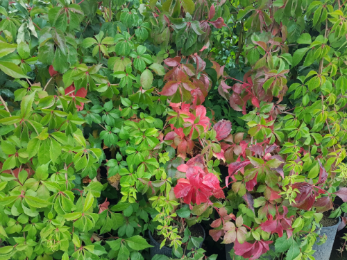 Selbstklimmender Mauerwein