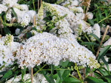 Buddleja davidii Peace Sommerflieder Peace