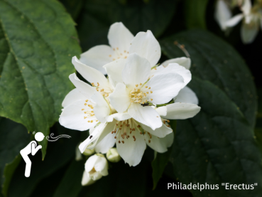 Philadelphus "Erectus" - (Duftjasmin),