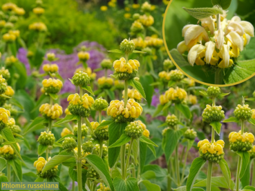 Phlomis russeliana Brandkraut