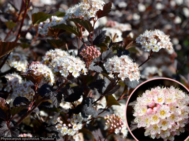 Physocarpus opulifolius Diabolo - Dunkelrote Blasenspiere Diabolo