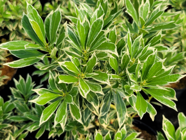 Pieris japonica Variegata Weißbuntes Schattenglöckchen Variegata