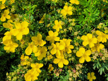 Potentilla Goldfinger - Fingerstrauch Goldfinger