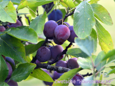 Prunus domestica Hauszwetsche Zwetsche