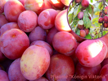 Prunus dom. Königin Viktoria Pflaume