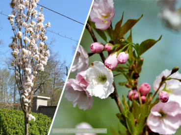 Prunus serrulata Amanogawa - (Säulen-Zierkirsche Amanogawa