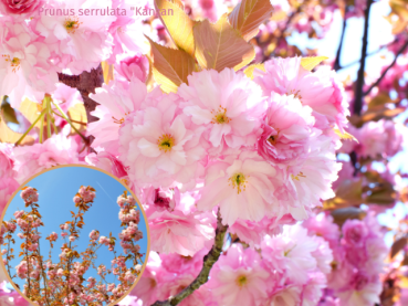 Prunus serrulata Kanzan - Japanische Nelkenkirsche Kanzan