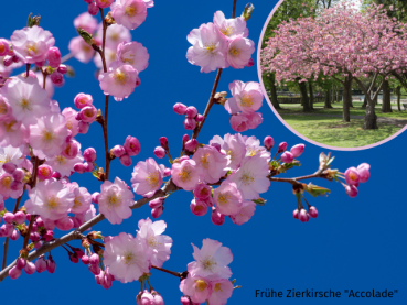 Prunus subhirtella Accolade - Frühe Zierkirsche Accolade