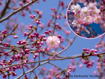 Prunus subhirtella Accolade - Frühe Zierkirsche Accolade