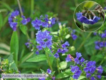 Pulmonaria, blau  - (Lungenkraut),