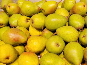 Birne Pyrus Köstliche von Charneux