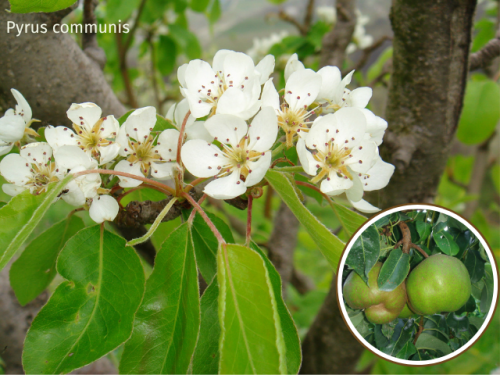 Gemeine Birne -  Pyrus communis