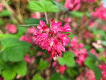 Ribes sanguineum "King Edward VII" - (Blutjohannisbeere),