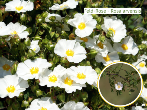 Rosa arvensis - Bueschel-Rose