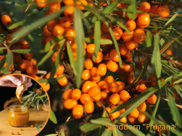 Hippophae rhamnoides Frugana weiblicher Sanddorn