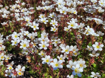 Saxifraga x arendsii 