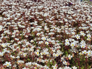 Saxifraga x arendsii "Alba" - (Moos-Steinbrech "Alba"),