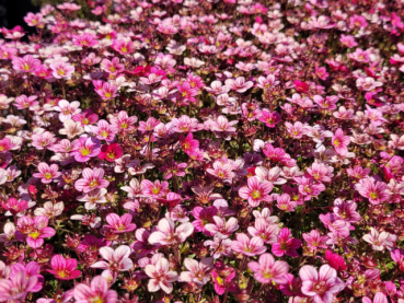 Saxifraga x arendsii Marto Rose - Moos-Steinbrech Marto Rose