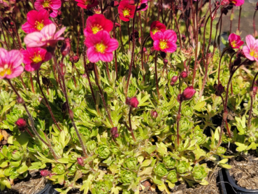 Saxifraga x arendsii Marto Rose - Moos-Steinbrech Marto Rose