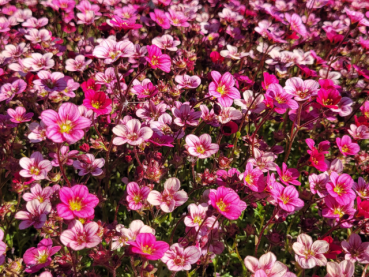 Saxifraga x arendsii Marto Rose - Moos-Steinbrech Marto Rose