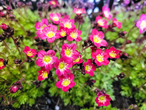 Saxifraga x arendsii Red Cap - Moos-Steinbrech Red Cap