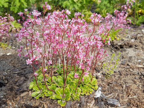 Saxifraga x urbium 'Clarence Elliott' - (Porzellanblümchen 'Clarence Elliott'),
