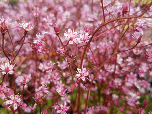 Saxifraga x urbium 'Clarence Elliott' - (Porzellanblümchen 'Clarence Elliott'),