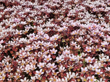Saxifraga x arendsii 